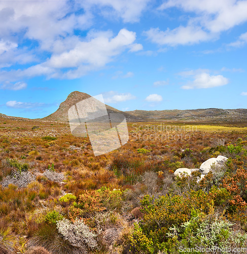 Image of Nature, mountain and blue sky with field in park for landscape, environment and flowers. Bush, summer and wilderness with reserve in Cape Town for floral habitat, sustainability and mockup space