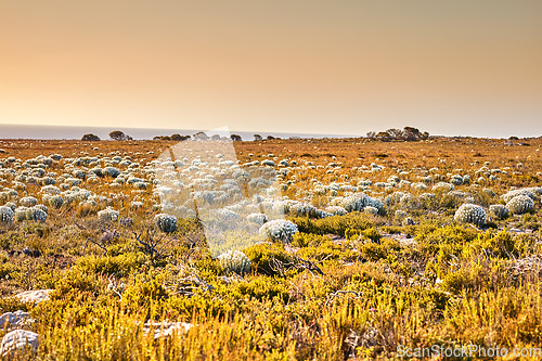 Image of Nature, grass and sunset with field in park for landscape, environment and flowers. Bush, summer and wilderness with reserve in Cape Town ecology for floral habitat, sustainability and mockup space