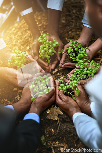 Image of Plants, hands and group of people for gardening, agriculture or sustainable startup, teamwork and business growth. Palm, plant and women and men above for sustainability, agro project and nonprofit