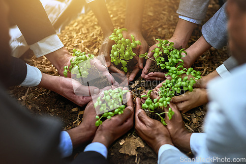 Image of Palm, plants and group of people gardening, agriculture or sustainable startup, teamwork and business growth support. Hands, plant and person in circle of nonprofit, sustainability and soil on ground