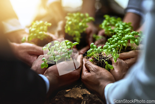 Image of Plants, hands and group of people for business growth, agriculture or sustainable garden, teamwork and startup. Palm, plant and circle of women and men with sustainability, agro project or investment
