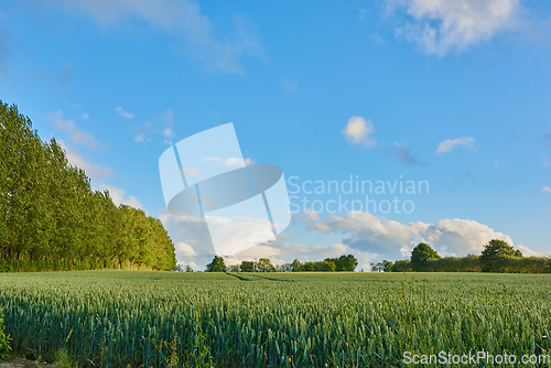 Image of Tall grass, trees and blue sky in the countryside of Denmark with beautiful natural greenery outdoors. Landscape of green environment, scenery or nature with plant growth on a farm with summer clouds