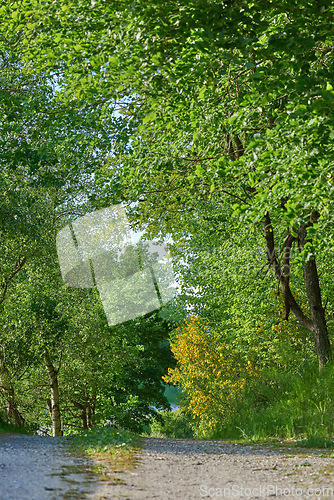 Image of Trees, dirt road and green leaves in nature with path of agriculture or natural growth outdoors. View of tree row, plants or greenery growing in Denmark or street in summer of a rural environment