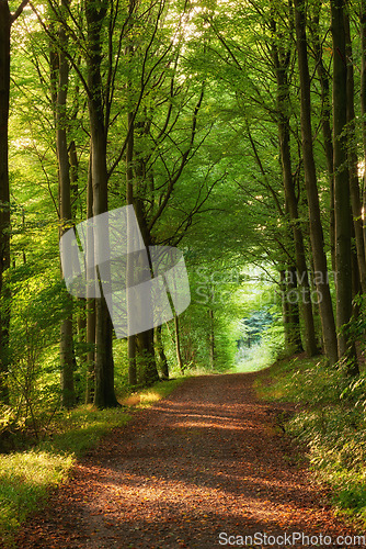 Image of Dirt road, path and tall trees in the countryside for travel, agriculture or natural environment. Landscape of plant growth, greenery or farm highway with tree in row for sustainability in nature