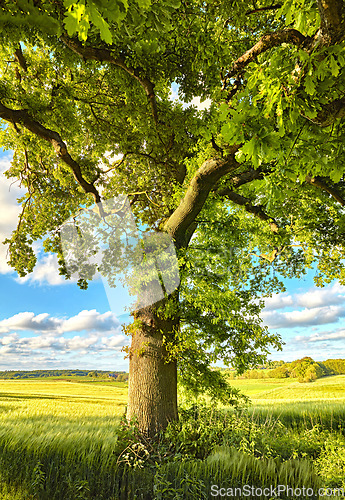 Image of Tree, green and summer grass in nature of natural sustainability, agriculture or life outdoors. Tall trees with branches and leaves or plant growth with blue sky on a cloudy and sunny day outside