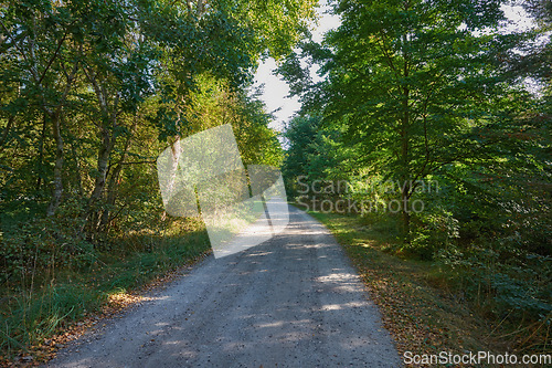 Image of Road, trees and path in nature forest with greenery and autumn leaves in the outdoor countryside. Landscape view of dirt street or asphalt with natural green tree row on sidewalk of rural environment