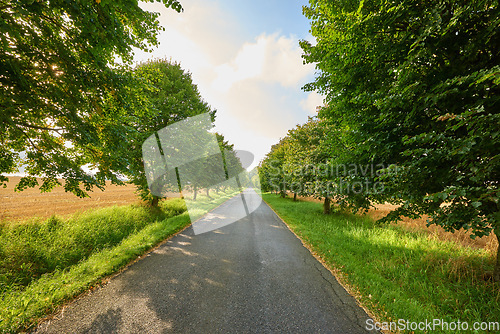 Image of Asphalt road, trees and path in the countryside for travel, agriculture or natural environment. Landscape of plant growth, greenery or farmland highway and tree row down street in the nature outdoors