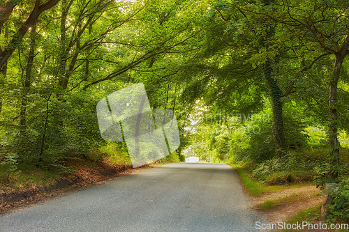 Image of Road, path and rain forest in the countryside for travel, agriculture or natural environment. Landscape of plant growth, greenery or asphalt highway with trees for sustainability in nature outdoors