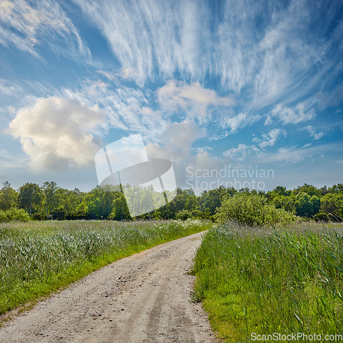 Image of Dirt road, path and grass with blue sky in the countryside for travel, agriculture or natural environment. Landscape of plant growth, greenery or farm highway with trees for sustainability in nature