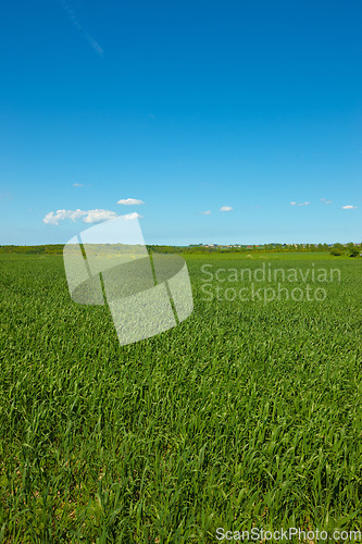 Image of Nature, grass and field in countryside, blue sky and outdoor mockup space. Plants, lawn and natural land in spring on farm with vegetation, clouds and landscape in sustainable environment in Norway.