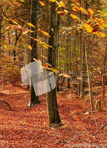 Image of Forest, trees and autumn landscape, nature and travel, environment and woodland location in Denmark. Fresh air, orange leaves and scenic destination with sustainability, outdoor and natural scenery