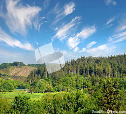 Image of Trees, nature and forest in countryside, landscape and outdoor vegetation. Plants, farm and natural land in spring with cows, grass and sustainable environment for farming agriculture in Denmark.