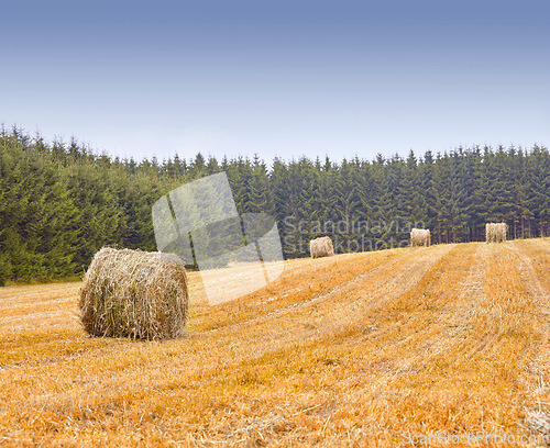 Image of Farm, agriculture and landscape, nature and hay bales with environment and farming location in Denmark. Fresh air, harvest and countryside with destination and straw field outdoor with farmland