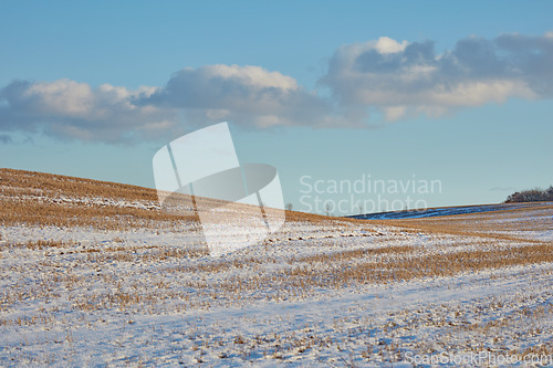 Image of Snow covered grass in field, farm or countryside on blue sky and clouds, agriculture or nature background. Global warming, drought and grass in Germany for sustainable landscape or climate change