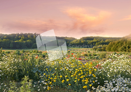 Image of Nature, flowers and field in countryside, sunset and outdoor landscape mockup space. Plants, grass and natural land in spring with vegetation, trees or sunflowers, daisies and environment in Denmark.