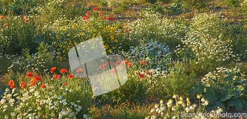 Image of Flowers, nature and field in countryside, landscape and outdoor sustainability. Plants, grass and natural land in spring with vegetation, poppy or sunflowers, daisies and environment in Denmark.