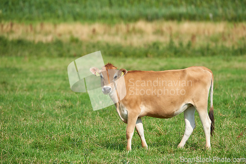 Image of Farm, field and landscape, nature and cattle with environment and agriculture location in Denmark. Fresh air, grass and land with farming destination and cow livestock outdoor with countryside