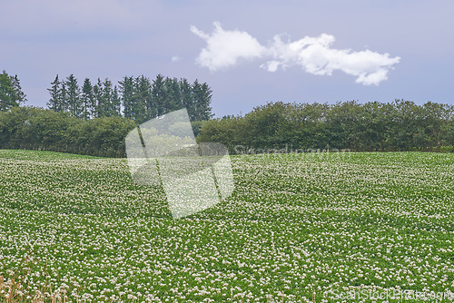 Image of Nature, field and landscape, environment and countryside with green scenic location in Denmark. Fresh air, grass and land, eco friendly destination and flower meadow outdoor with natural scenery