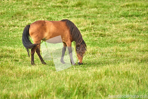 Image of Field, landscape and ranch with horse eating grass, farming in Denmark countryside with farm location. Agriculture land, animal grazing outdoor in nature and eco friendly with pasture and meadow