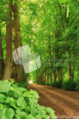 Image of Forest, path and landscape, nature and travel with environment and woodland location in Denmark. Fresh air, leaves and eco friendly destination and sustainability, trees outdoor and natural scenery