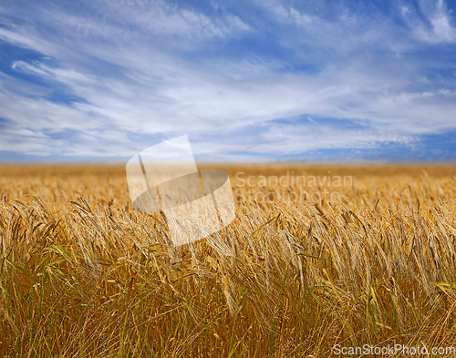 Image of Landscape, nature and field of wheat with farm, environment and agriculture with countryside location. Farming, plants and sustainability with farmer land, grain harvest and scenic with blue sky
