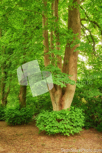 Image of Forest, trees and landscape, nature and travel with environment and woodland location in Denmark. Fresh air, leaves and eco friendly scenic destination and sustainability, outdoor and natural scenery