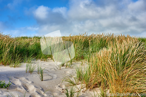 Image of Nature, beach sand and landscape, travel with environment and coastal location in Denmark. Fresh air, grass and land with seaside destination and greenery, outdoor and natural scenery with blue sky