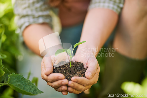 Image of Plants, hands and farming man with eco friendly growth, sustainability and agriculture, farmer and small business. Sapling soil, person palm and sustainable gardening, green leaf or earth day project