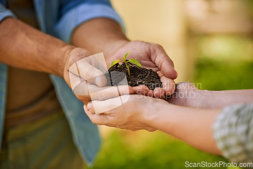 Image of Plants, hands and teamwork of people for eco friendly growth, sustainability support and agriculture. Sapling soil, farmer with partner palm for sustainable gardening, nonprofit or earth day closeup