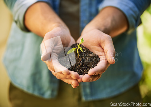 Image of Plants, hands and farmer or man with eco friendly growth, sustainability and green, agriculture or small business. Sapling soil, person palm and sustainable gardening, nonprofit or earth day project