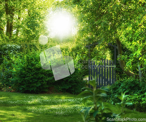 Image of Garden, green and landscape with environment and nature, grass and leaves with flowers, foliage and landscaping. Natural scene, botanical and gardening with meadow, greenery outdoor and Spring