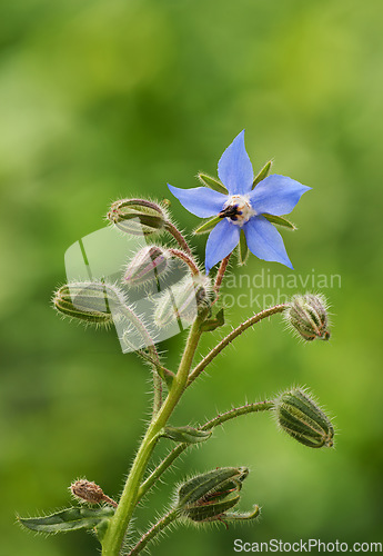 Image of Nature, flower and closeup of purple daffodil for natural beauty, spring mockup and blossom. Countryside, plant background and zoom of borage for environment, ecosystem and flora growing in meadow