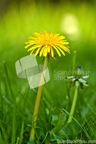 Image of Flower, grass and yellow dandelion in field for natural beauty, spring mockup and blossom. Countryside, nature background and closeup of floral bloom in environment, ecosystem and flora in meadow