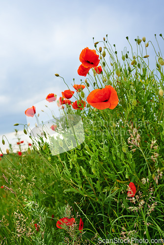 Image of Nature, environment and orange flowers with plants with greenery and grass in spring in the countryside. Garden, eco friendly and natural floral blossom petals on the lawn of an outdoor park or field