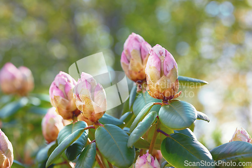 Image of Nature, pink bud and closeup of flower for natural beauty, spring mockup and blossom. Countryside, plant background and zoom of Rhododendron for environment, ecosystem and flora growing in meadow