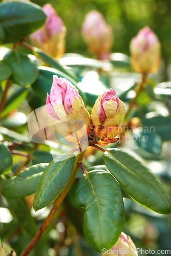 Image of Nature, leaf and closeup of flower bud for natural beauty, spring mockup and blossom. Countryside, plant background and zoom of rhododendron for environment, ecosystem and flora growing in meadow