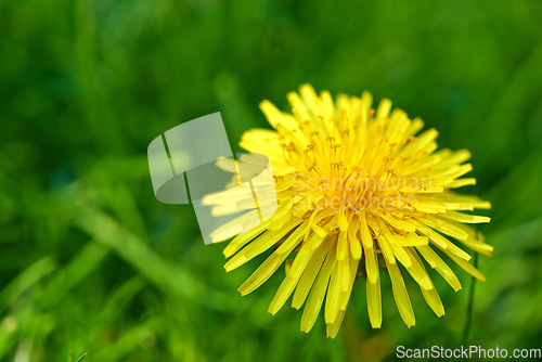 Image of Nature, grass and yellow dandelion in meadow for natural beauty, spring mockup and blossom. Countryside, plant background and closeup of flower for environment, ecosystem and flora growth in field