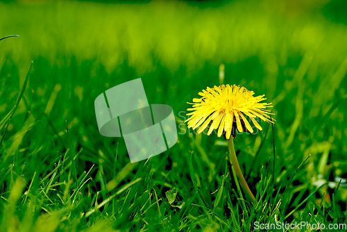 Image of Nature, grass and yellow dandelion in field for natural beauty, spring mockup and blossom. Countryside, plant background and closeup of flower for environment, ecosystem and fauna and flora in meadow