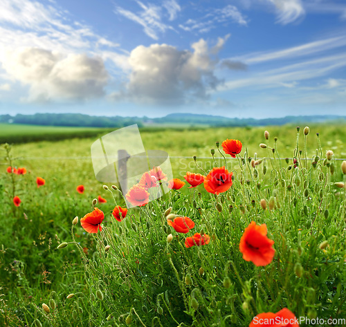 Image of Countryside, flowers and red poppies in field for natural beauty, spring mockup and blossom. Nature, plant background and closeup of flower in grass for environment, ecosystem and flora in meadow