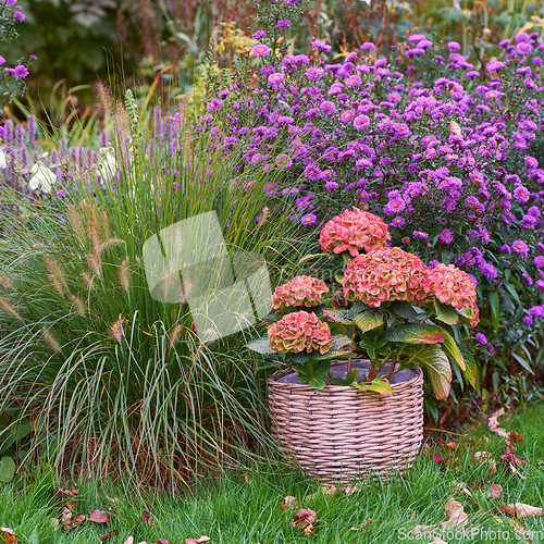 Image of Spring, blossom and environment with flowers in garden for environment, landscape and sustainability. Gardening, peace and growth with plants in forest meadow for ecology, floral and ecosystem