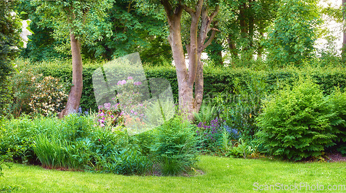 Image of Garden, backyard and green lawn with floral plant and flowers growing in lush outdoor environment or nature. Spring, grass and trees on a summer morning in a field of sustainable gardening