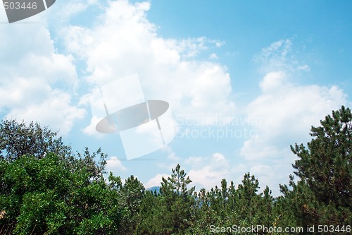 Image of Green pines against the clouds and sky 