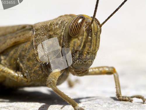 Image of locust