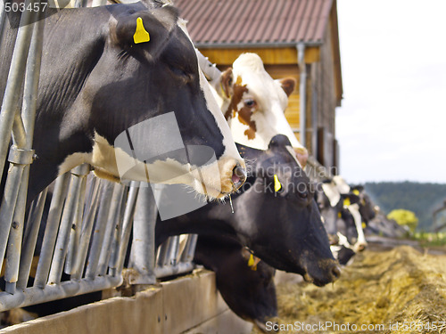 Image of cows