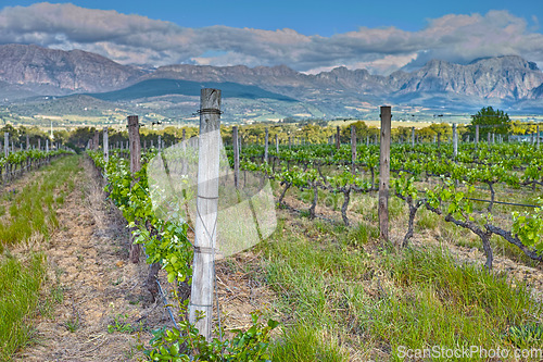 Image of Vineyard, landscape and nature in outdoor, summer and farm for grapes, growth and wine industry by mountains. Farming, fruits and sustainability for agriculture, development or environment with trees