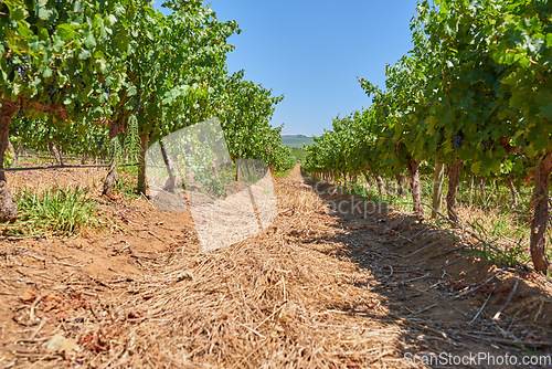 Image of Vineyard, landscape and nature in agriculture, summer or trees for farming, wine industry and countryside. Outdoor, fruits and sustainability for growth, farm development and environment for grapes