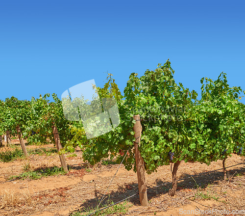 Image of Vineyard, landscape and nature in farming, summer or trees for growth, wine industry and countryside. Outdoor, fruits and sustainability for agriculture, farm development or environment for grapes