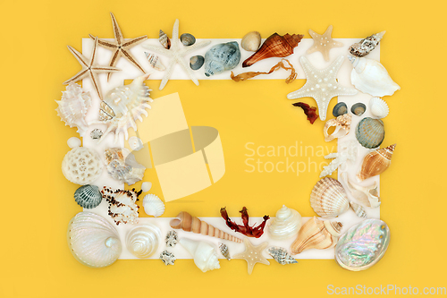 Image of Seashell and Seaweed Abstract Background Frame