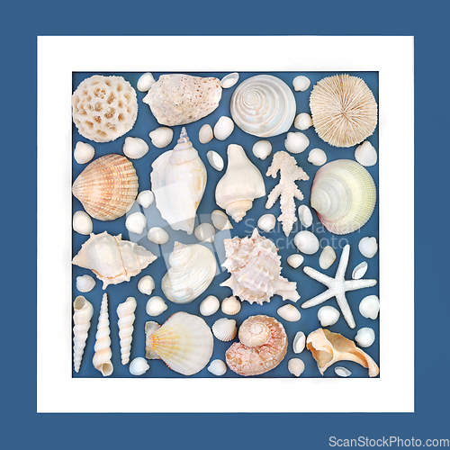 Image of Natural Seashell Collection Background Design