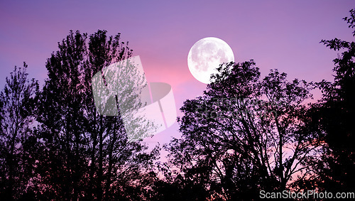 Image of Sky, nature and trees with moon over forest for halloween, horror and fantasy landscape. Silhouette, shadow and scary with moonlight woods at night for danger, haunted and spooky journey